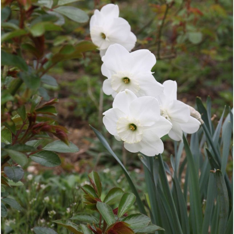 Narcisse Piper's End (Flowering)