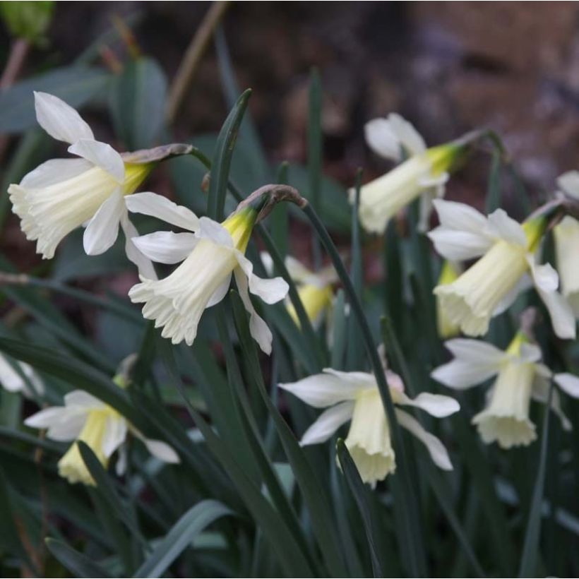 Narcisse WP Milner (Flowering)