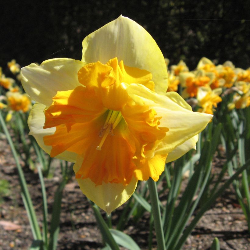 Narcisse Mondragon (Flowering)