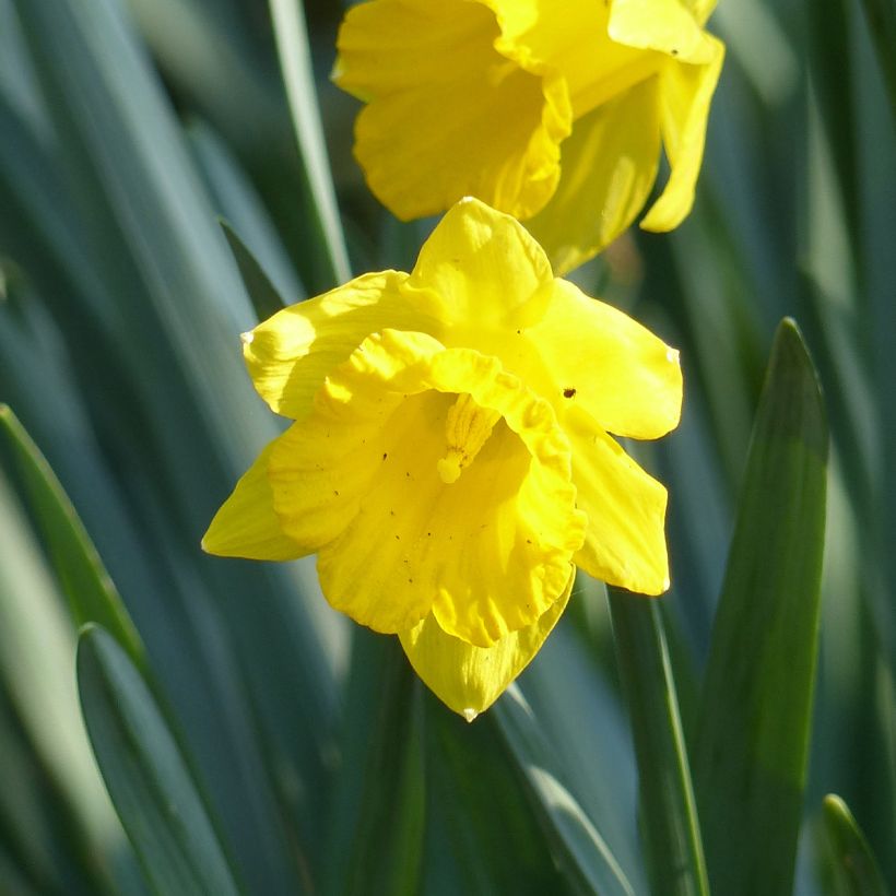 Narcisse pseudonarcissus Obvallaris (Flowering)