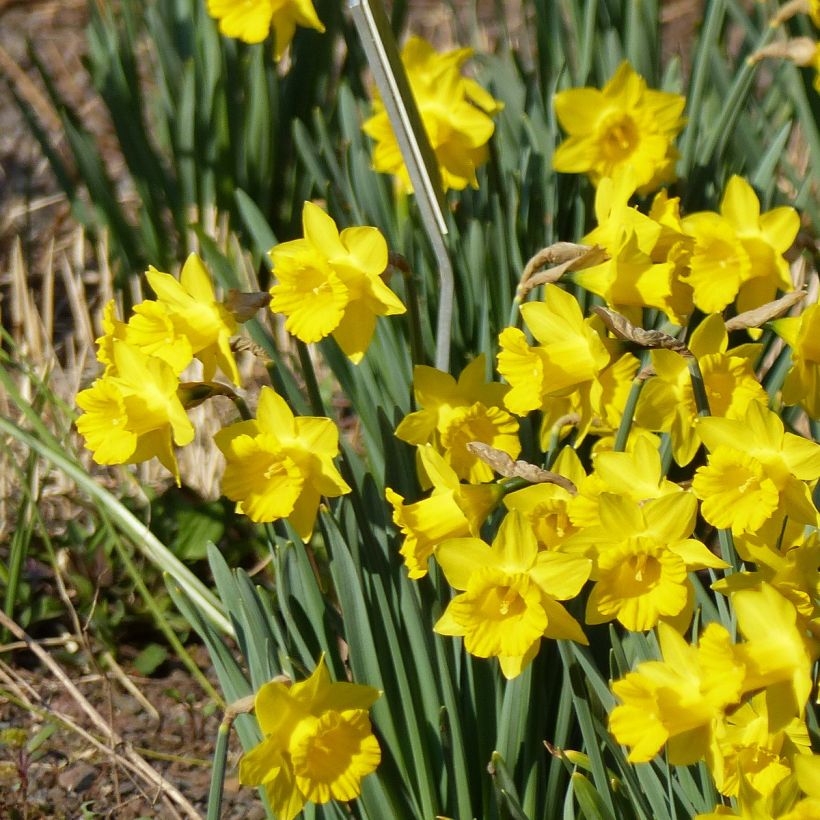 Narcisse pseudonarcissus Obvallaris (Plant habit)