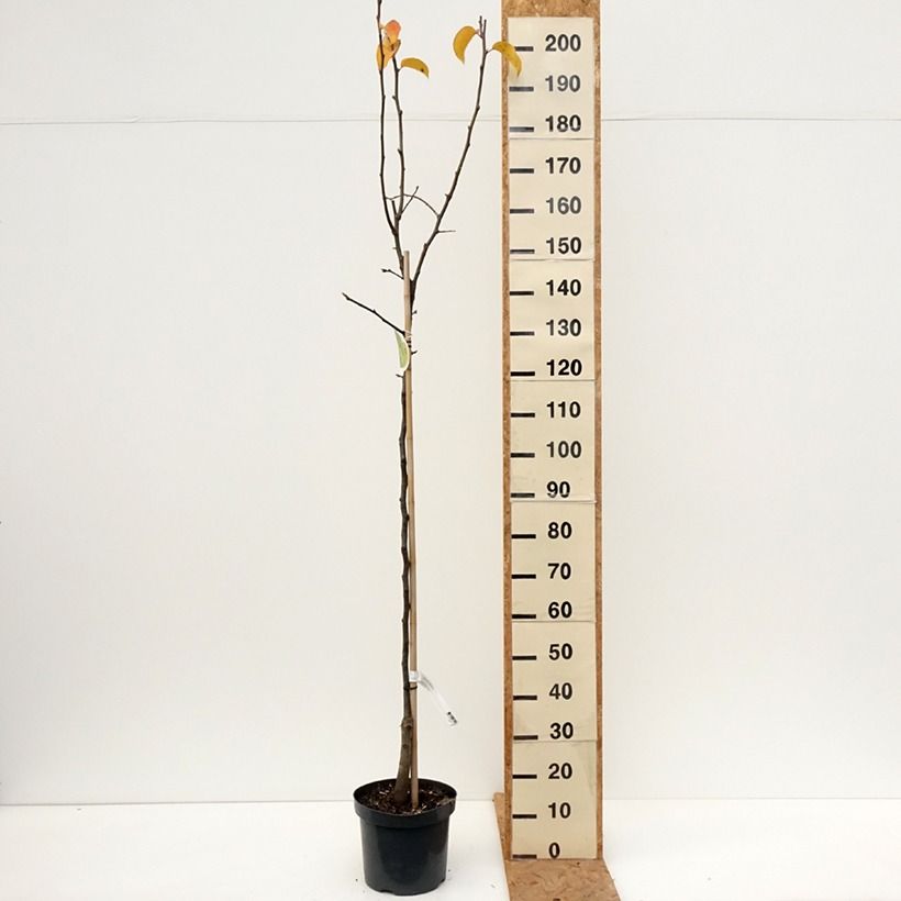 Example of Nashi (Nashi peer) - Pomme-poire Pot de 7,5L/10L, Demi-Tige as you get in automne
