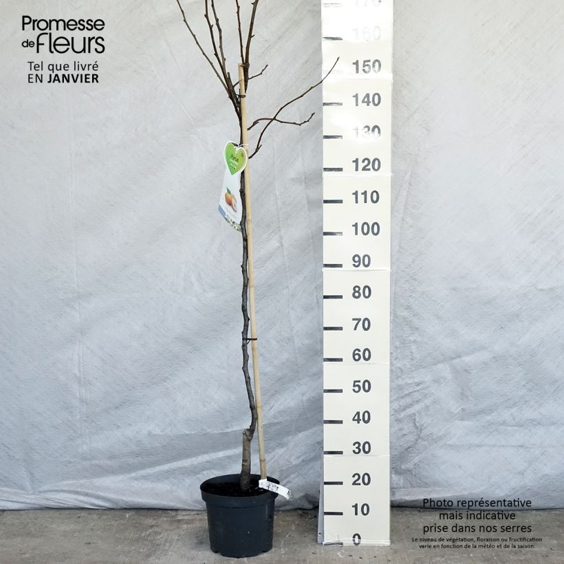 Example of Nashi Niitaka - Pomme-poire Pot de 7,5L/10L, Demi-Tige as you get in hiver