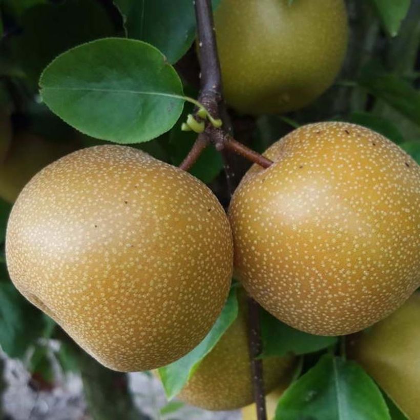 Nashi Nijisseiki - Pomme-poire (Harvest)