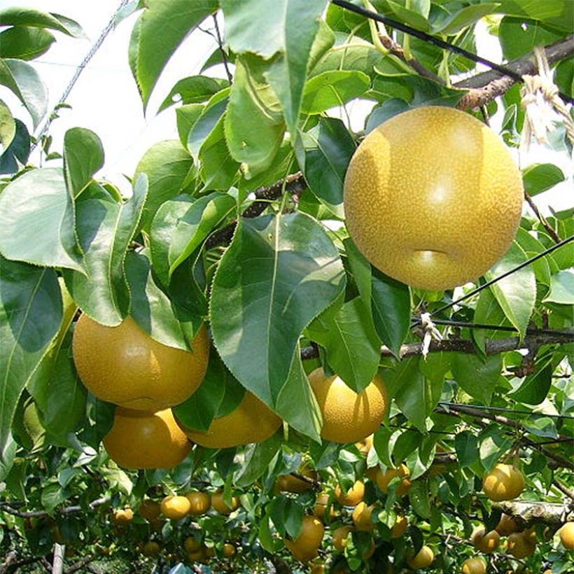 Nashi Nijisseiki - Pomme-poire (Foliage)