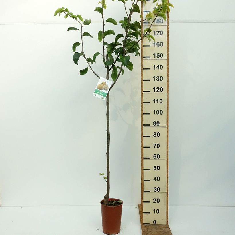 Example of Nashi Shinseiki - Pyrus pyrifolia Pot de 7,5L/10L, Demi-Tige as you get in ete