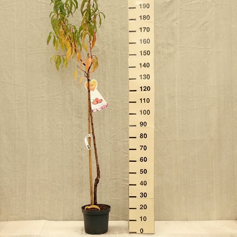 Example of Nectarinier à fruits plats Flateryna - Prunus persica nucipersica Pot de 7,5L/10L, Demi-Tige as you get in automne