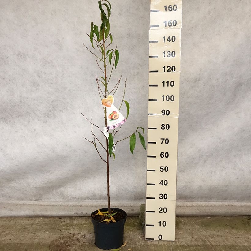 Example of Nectarinier Flavor Top - Prunus persica nucipersica  Pot de 7,5L/10L, Gobelet as you get in automne