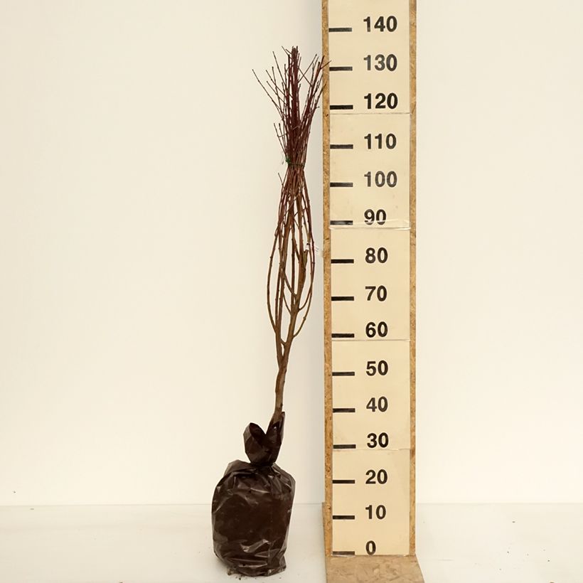 Example of Nectarinier Mesembrine (plate) - Georges Delbard Motte "Prêt-à-planter", Gobelet as you get in printemps