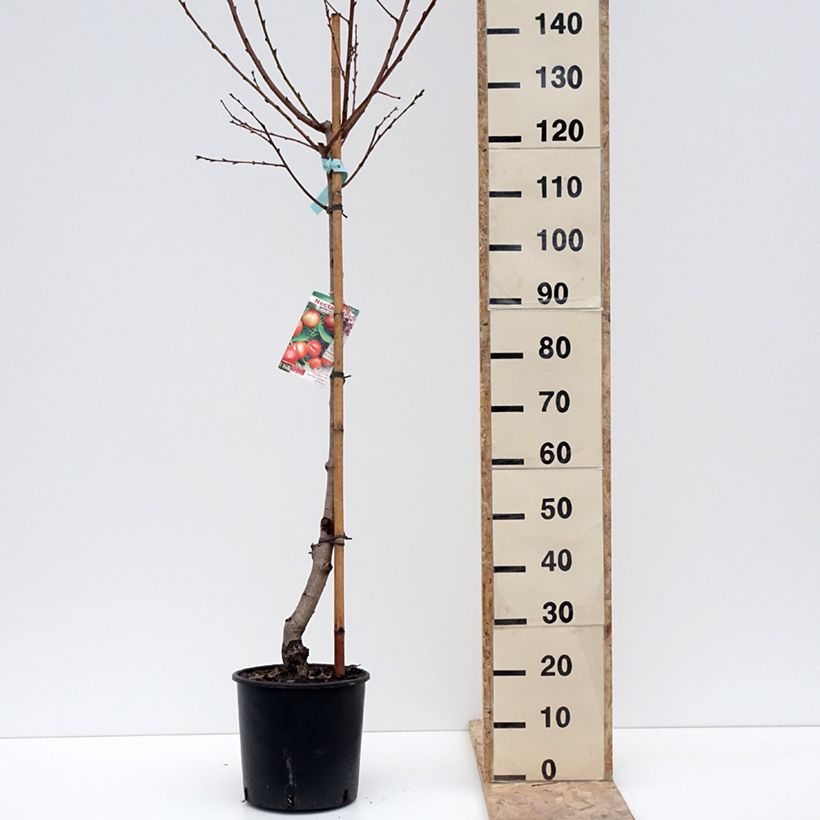 Example of Nectarinier Morton Pot de 7,5L/10L, Gobelet as you get in hiver