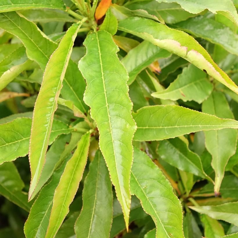 Nectarinier nain Garden Beauty (Foliage)