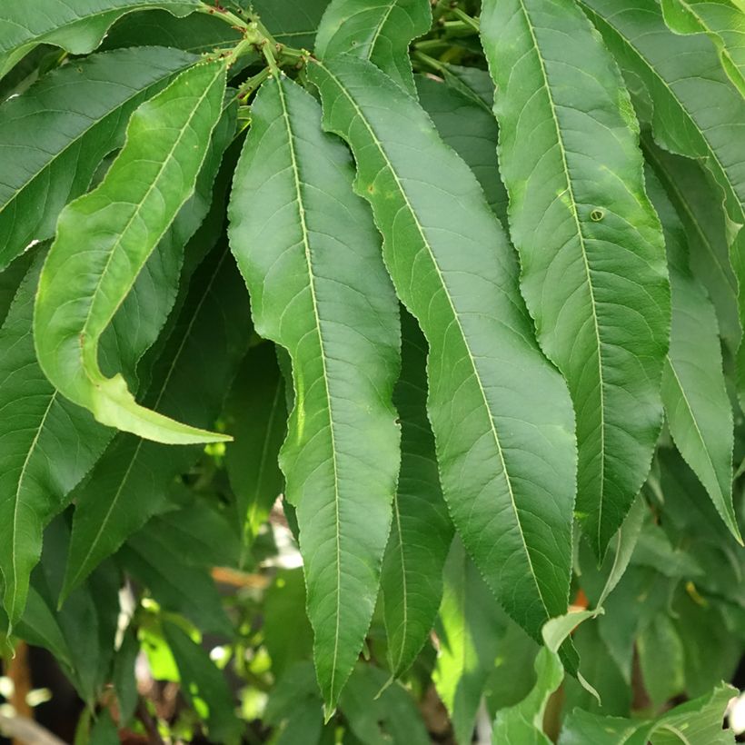 Nectarinier nain Nectarella - Georges Delbard (Foliage)