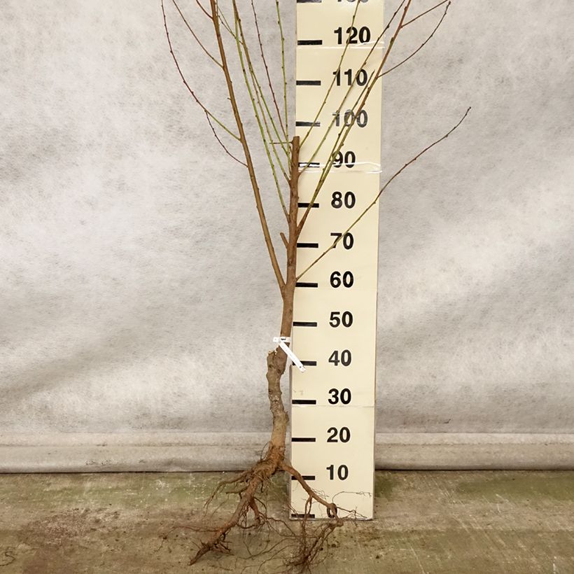 Example of Nectarinier Nectared - Prunus persica nucipersica Grandes Racines nues, Gobelet as you get in automne