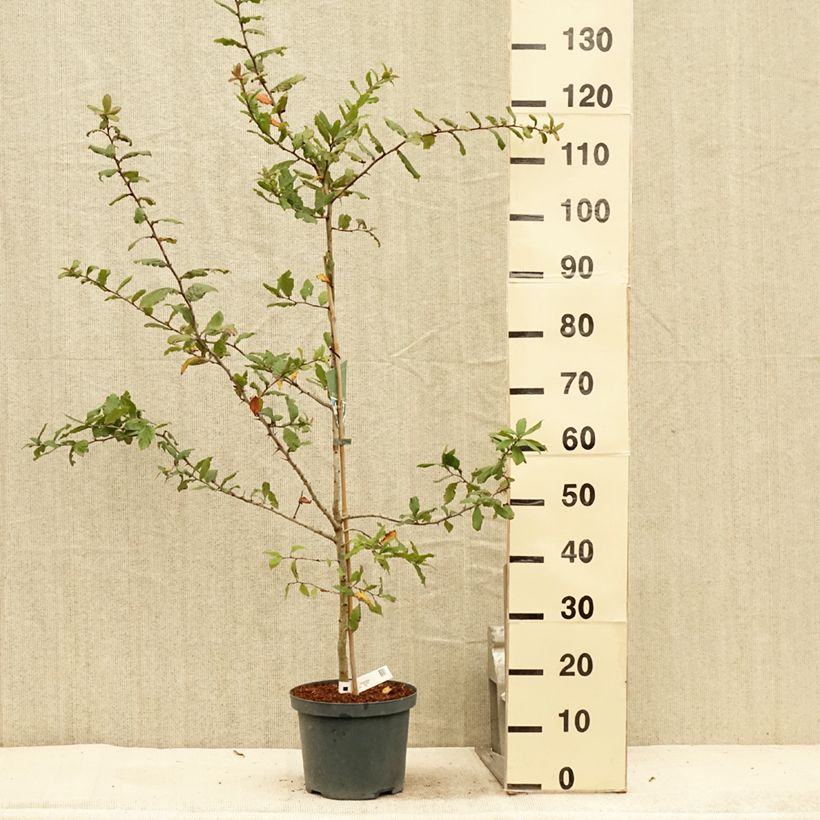 Example of Néflier Westerveld - Mespilus Germanica Pot de 4L/5L as you get in ete