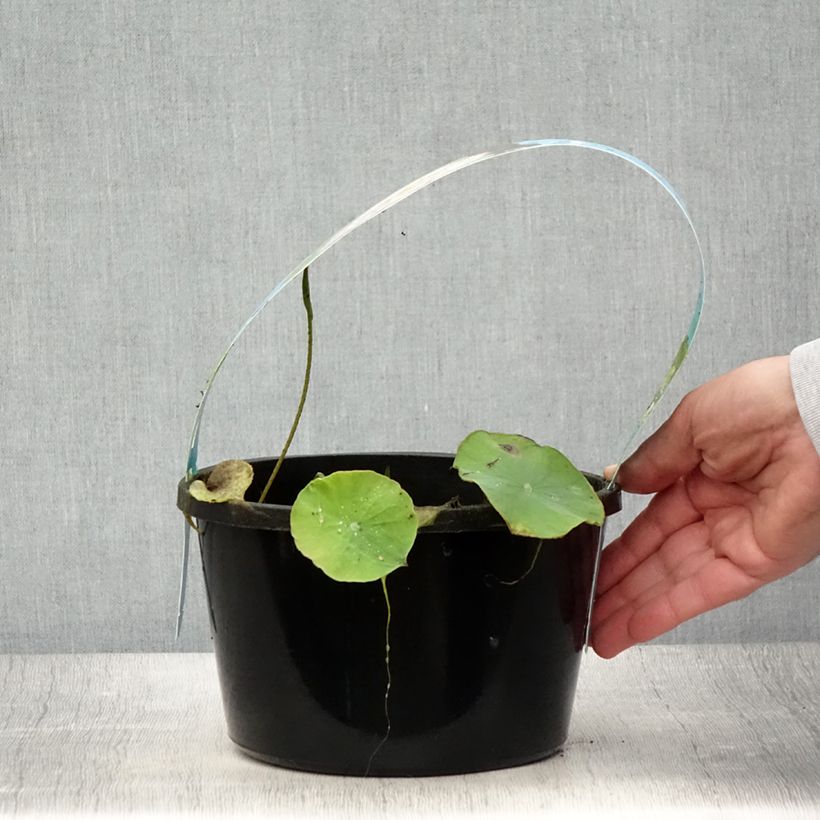 Example of Nelumbo Pygmaea Pink - Lotus nain double rose clair Pot de 3L/4L as you get in ete