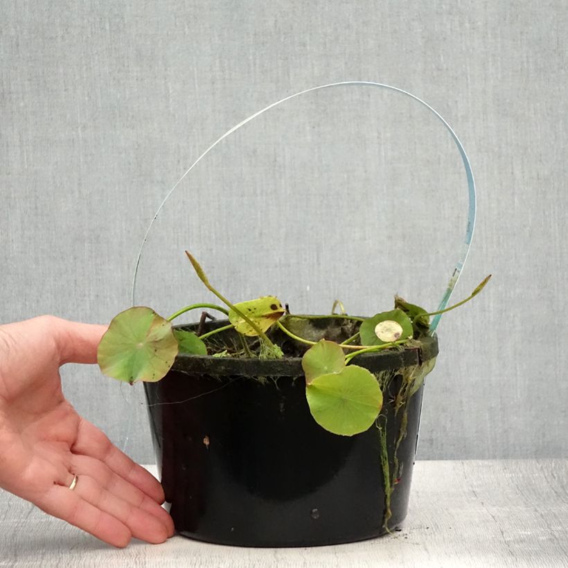 Example of Nelumbo Pygmaea White - Lotus nain blanc Pot de 3L/4L as you get in ete