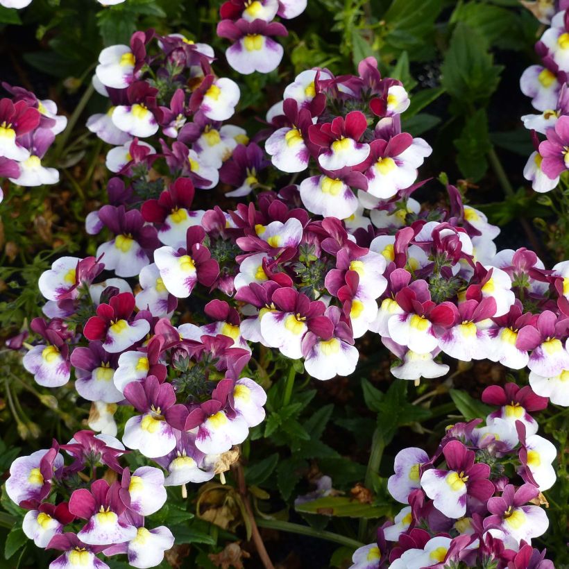 Nemesia Sunpeddle Painted Rose - Miroir des Elfes (Flowering)