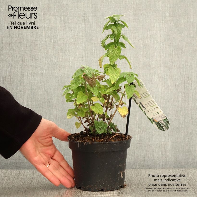 Example of Nepeta cataria Citriodora - Chataire citron. Pot de 1,5L/2L as you get in automne