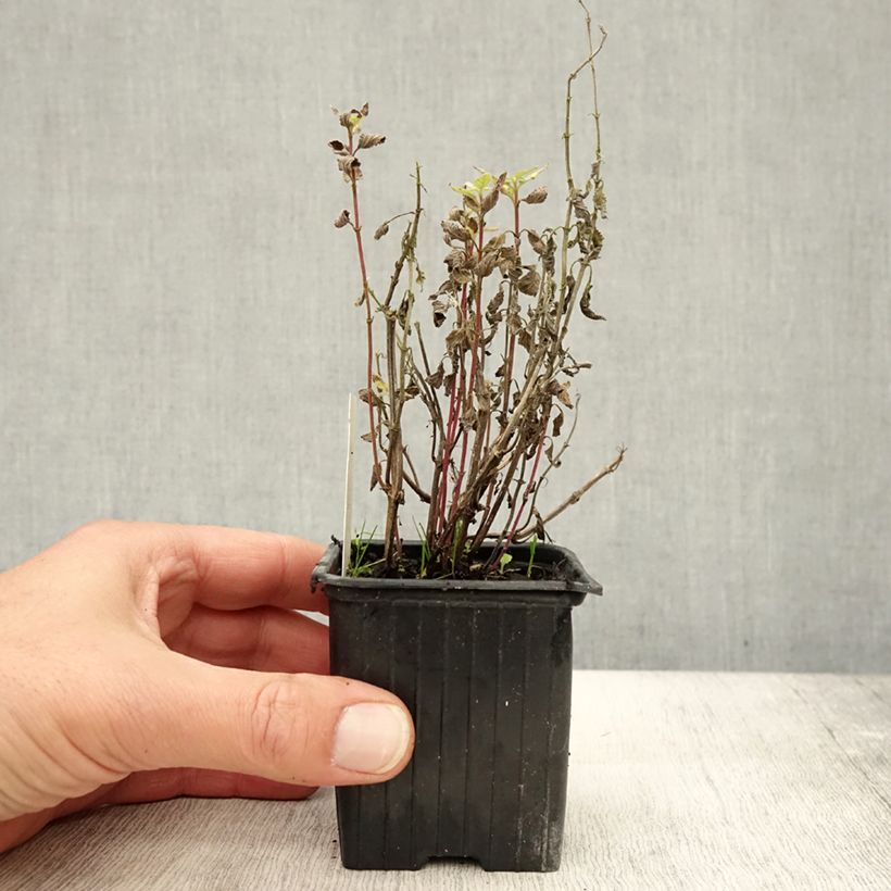 Example of Nepeta parnassica - Chataire grecque Godet de 8/9 cm as you get in automne