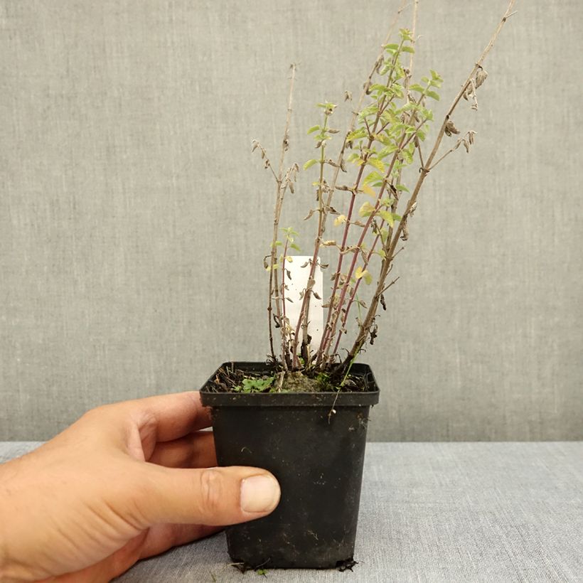 Example of Nepeta x faassenii Dropmore Godet de 8/9 cm as you get in ete