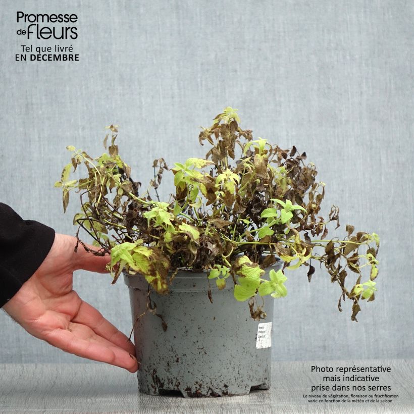Example of Nepeta x faassenii Limelight Pot de 2L/3L as you get in hiver