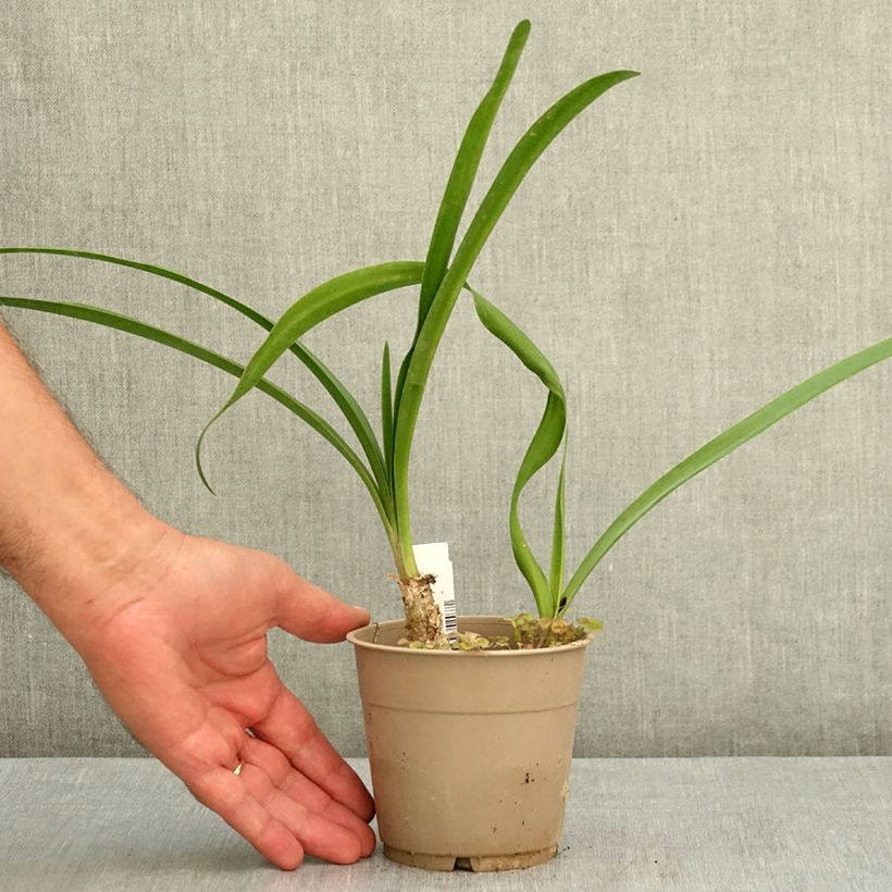 Example of Nerine bowdenii Amandi - Lis de Guernesey Pot de 1,5L/2L size 12/14 as you get in ete