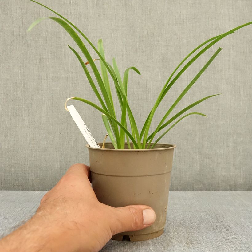 Example of Nerine bowdenii Vesta K - Lis de Guernesey Pot de 1,5L/2L size 12/14 as you get in ete
