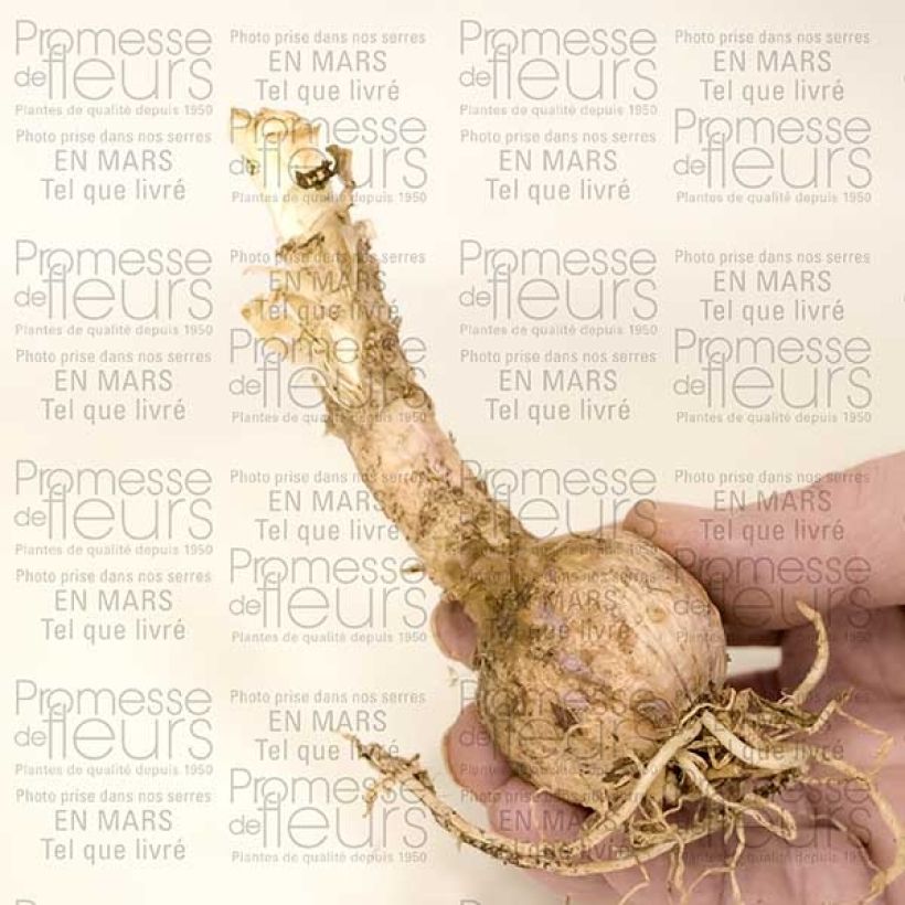 Example of Nerine sarniensis var corusca Bulbe size 12+ as you get
