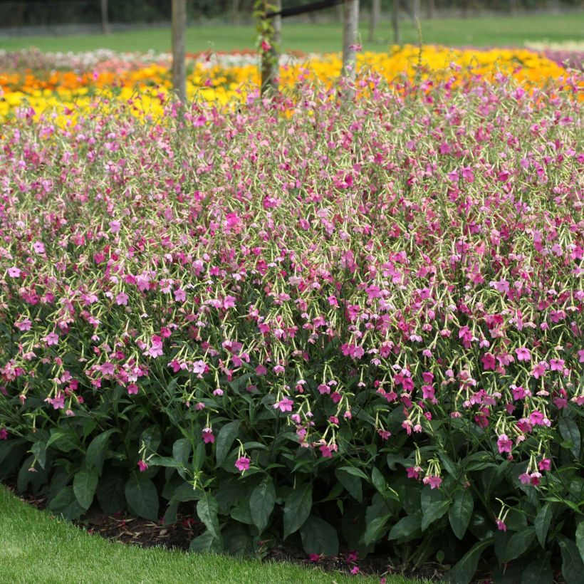 Tabac d'ornement - Nicotiana alata Vedado Rose Pink (Plant habit)