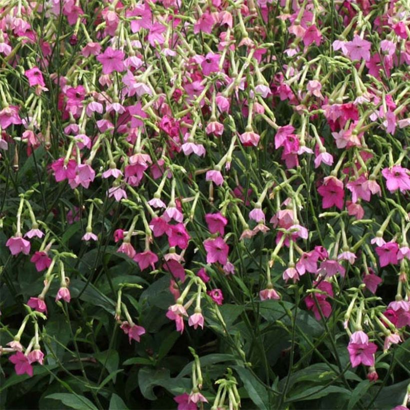 Tabac d'ornement - Nicotiana alata Vedado Rose Pink (Flowering)