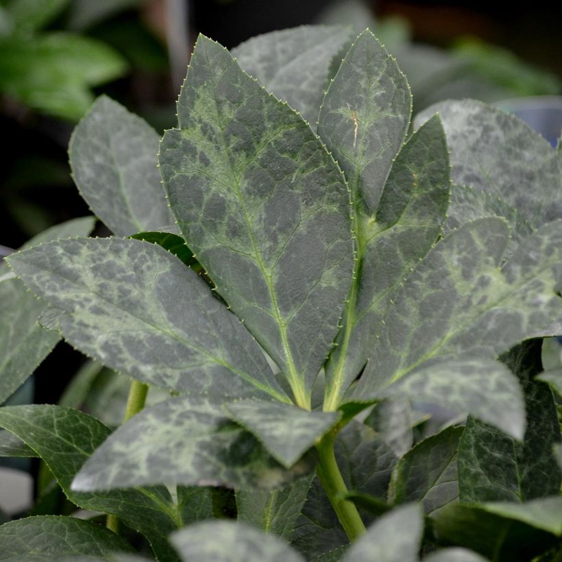 Hellebore Nigercors White Beauty (Foliage)