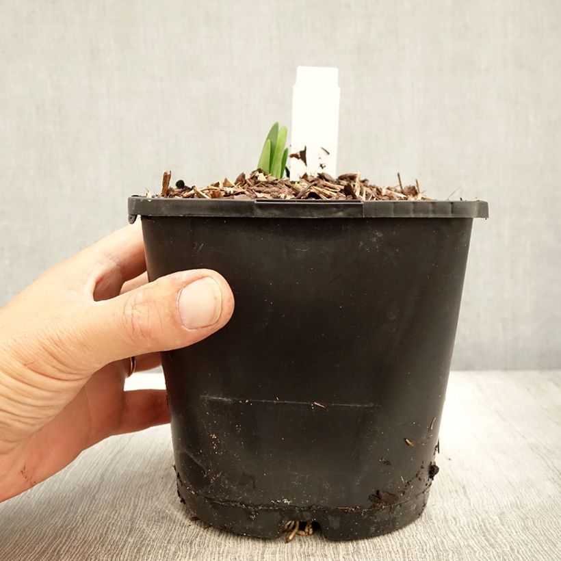 Example of Nivéole d'été - Leucojum aestivum Bridesmaid  Pot de 2L/3L as you get in automne