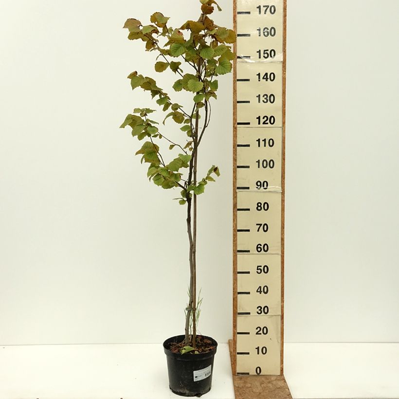 Example of Noisetier Anny's Red Dwarf - Corylus avellana Pot de 7,5L/10L, Tige as you get in ete