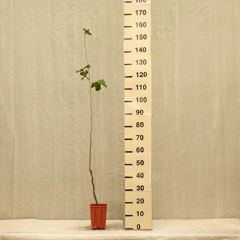 Example of Noisetier Tonda Gentile Romana Pot de 1,5L/2L as you get in automne