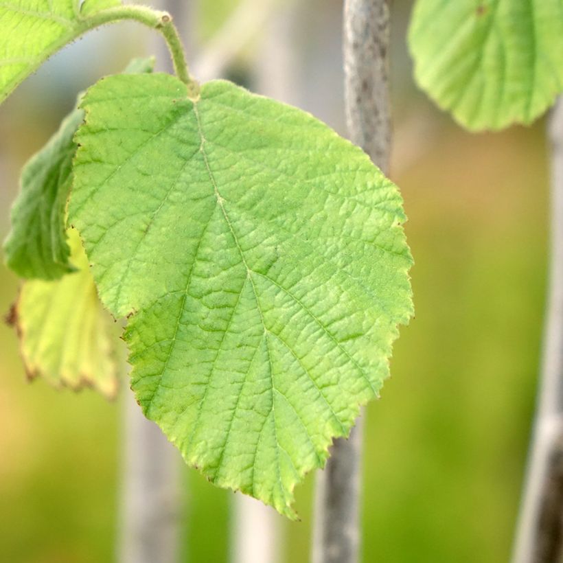 Noisetier - Corylus avellana Tonda Gentile Trilobata (Foliage)
