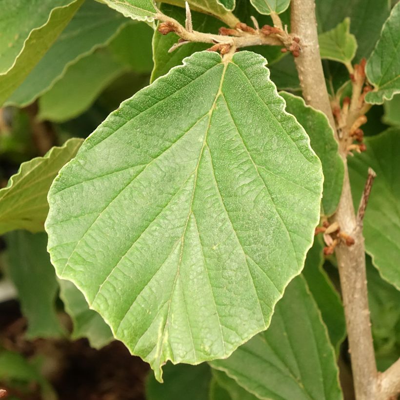 Hamamelis (x) intermedia Westerstede - Noisetier de sorcière (Foliage)
