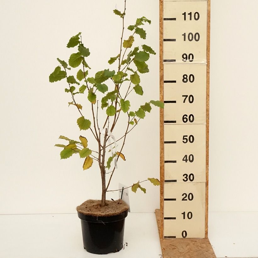 Example of Noisetier Merveille de Bollwiller ou Géant de Halle Pot de 7,5L/10L as you get in automne