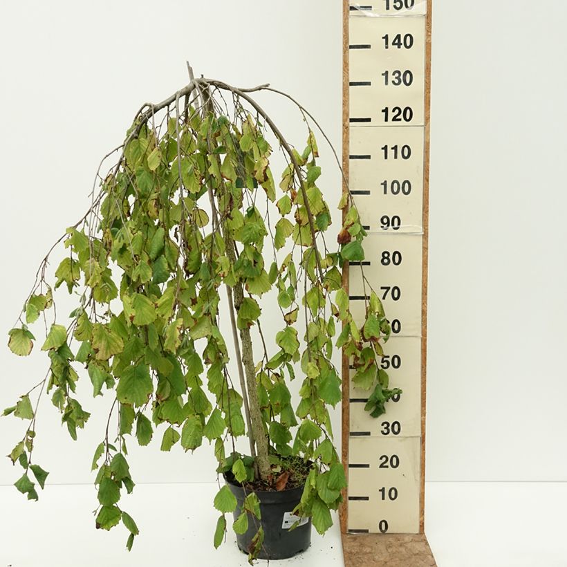 Example of Noisetier pleureur - Corylus avellana Pendula Pot de 7,5L/10L as you get in ete