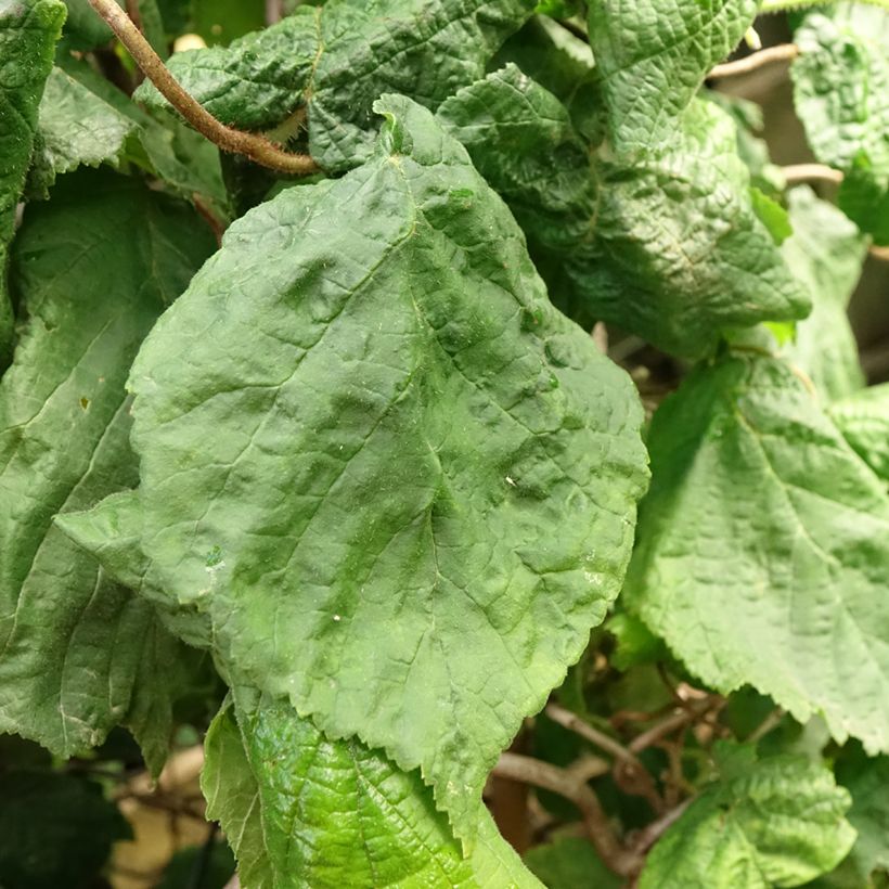 Noisetier tortueux - Corylus avellana Contorta (Foliage)