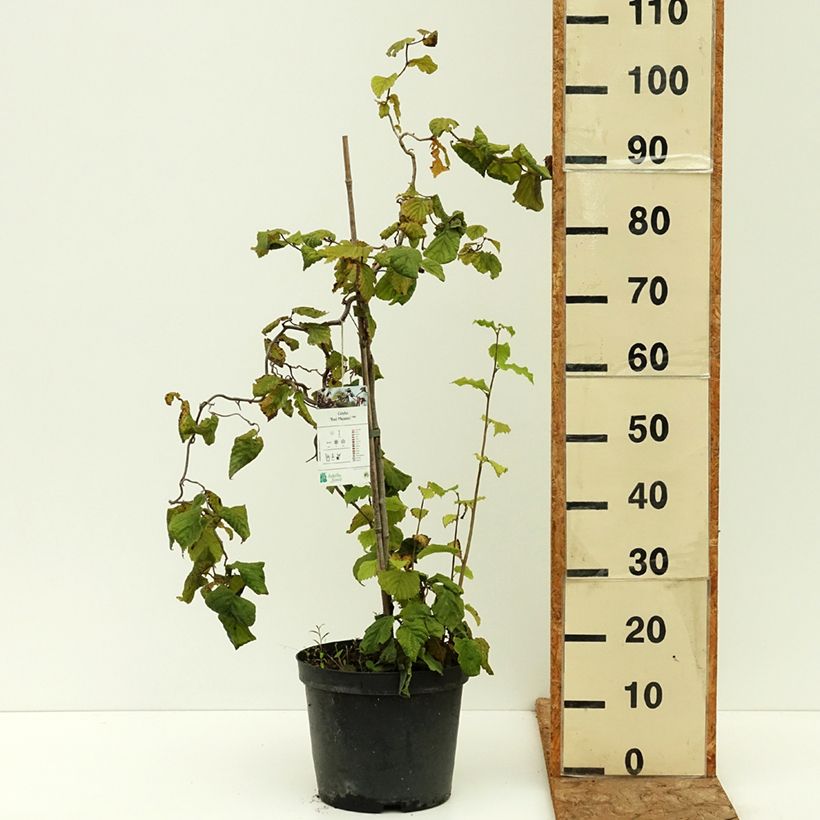 Example of Noisetier tortueux pourpre - Corylus avellana Red Majestic Pot de 3L/4L, Tige as you get in ete