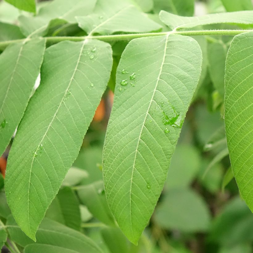 Noyer cendré - Juglans cinerea (Foliage)