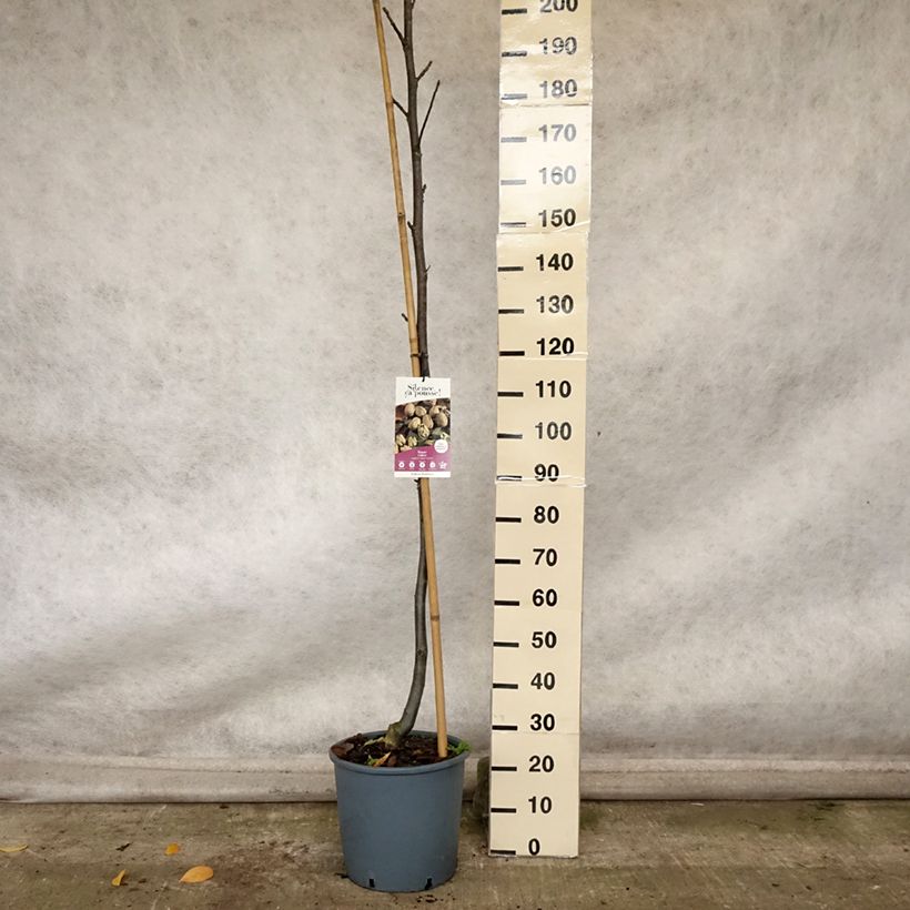 Example of Noyer commun Corne - Corne du Périgord Pot de 18L/20L, Baliveau as you get in automne