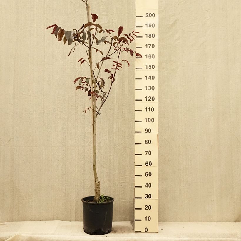 Example of Noyer commun Purpurea - Juglans regia  Pot de 18L/20L, Baliveau as you get in ete