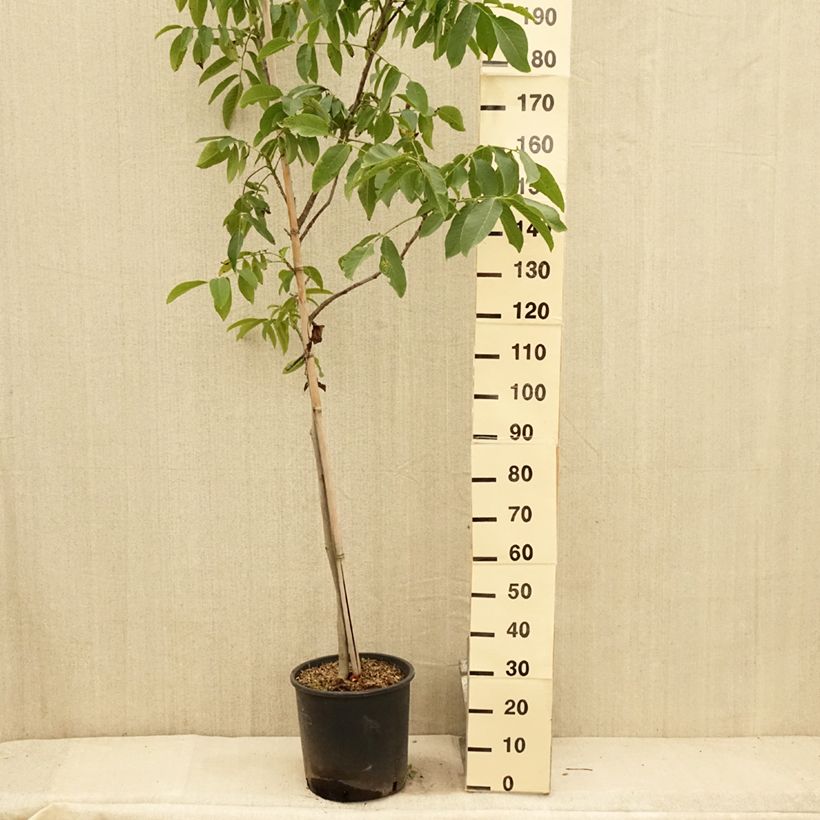Example of Noyer Franquette - Noix de Grenoble Pot de 12L/15L, Baliveau as you get in ete