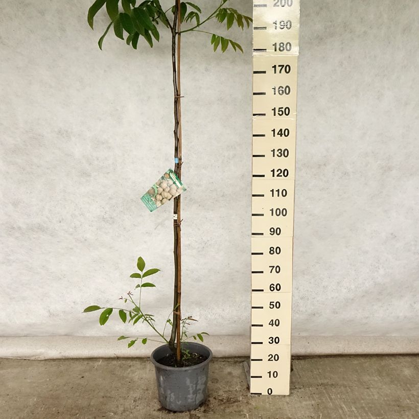 Example of Noyer Parisienne - Noix de Grenoble Pot de 18L/20L, Baliveau as you get in ete