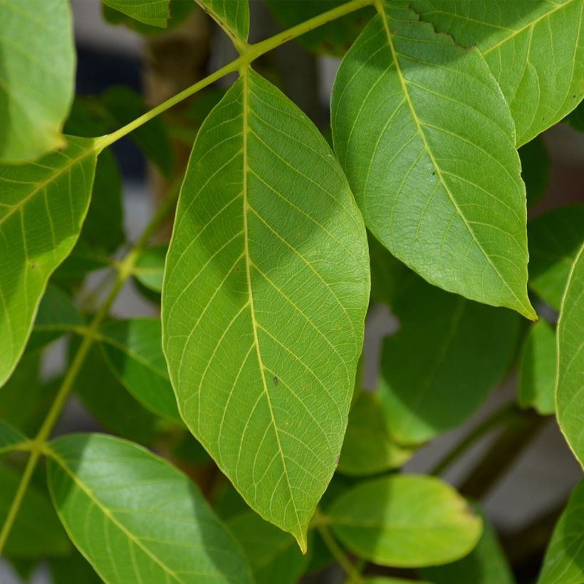 Noyer Parisienne - Noix de Grenoble (Foliage)