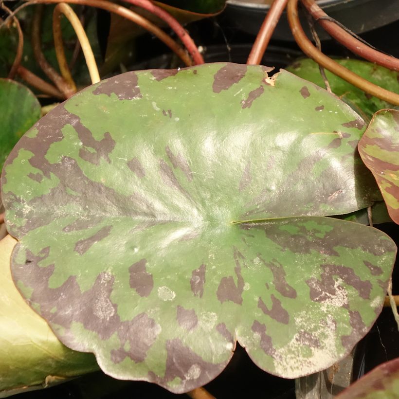 Nymphaea Alba Delicata - Nénuphar blanc rustique (Foliage)