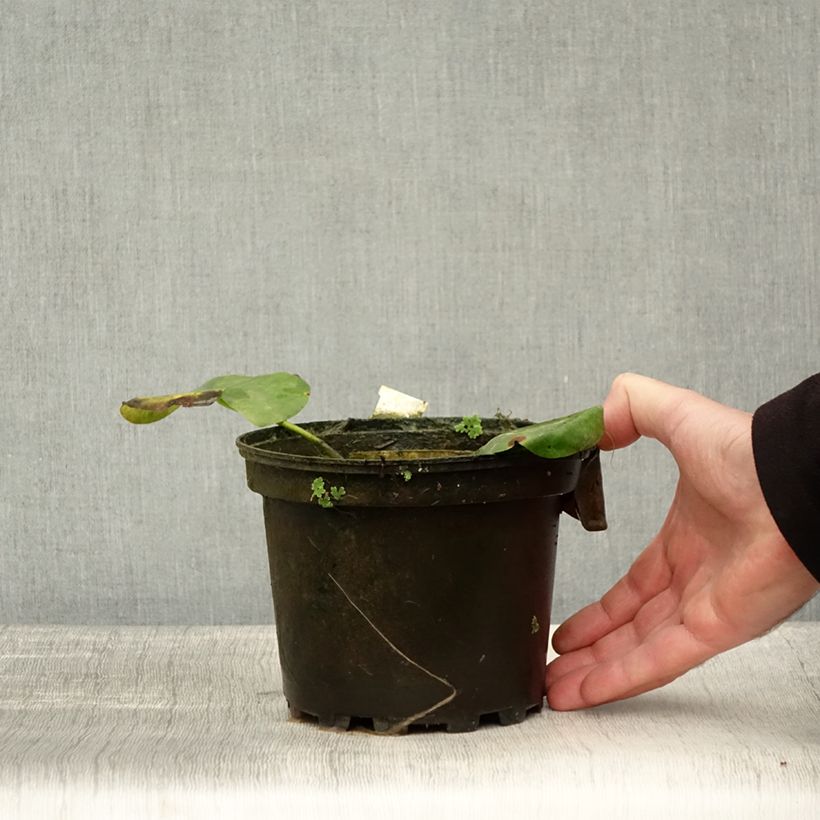 Example of Nymphaea Alba Delicata - Nénuphar blanc rustique Pot de 1,5L/2L as you get in automne