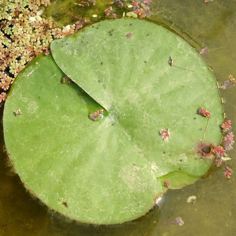 Nymphaea Almost Black - Nénuphar rustique rouge pourpre (Foliage)