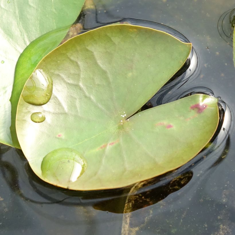 Nymphaea American Star - Nénuphar rustique rose (Foliage)
